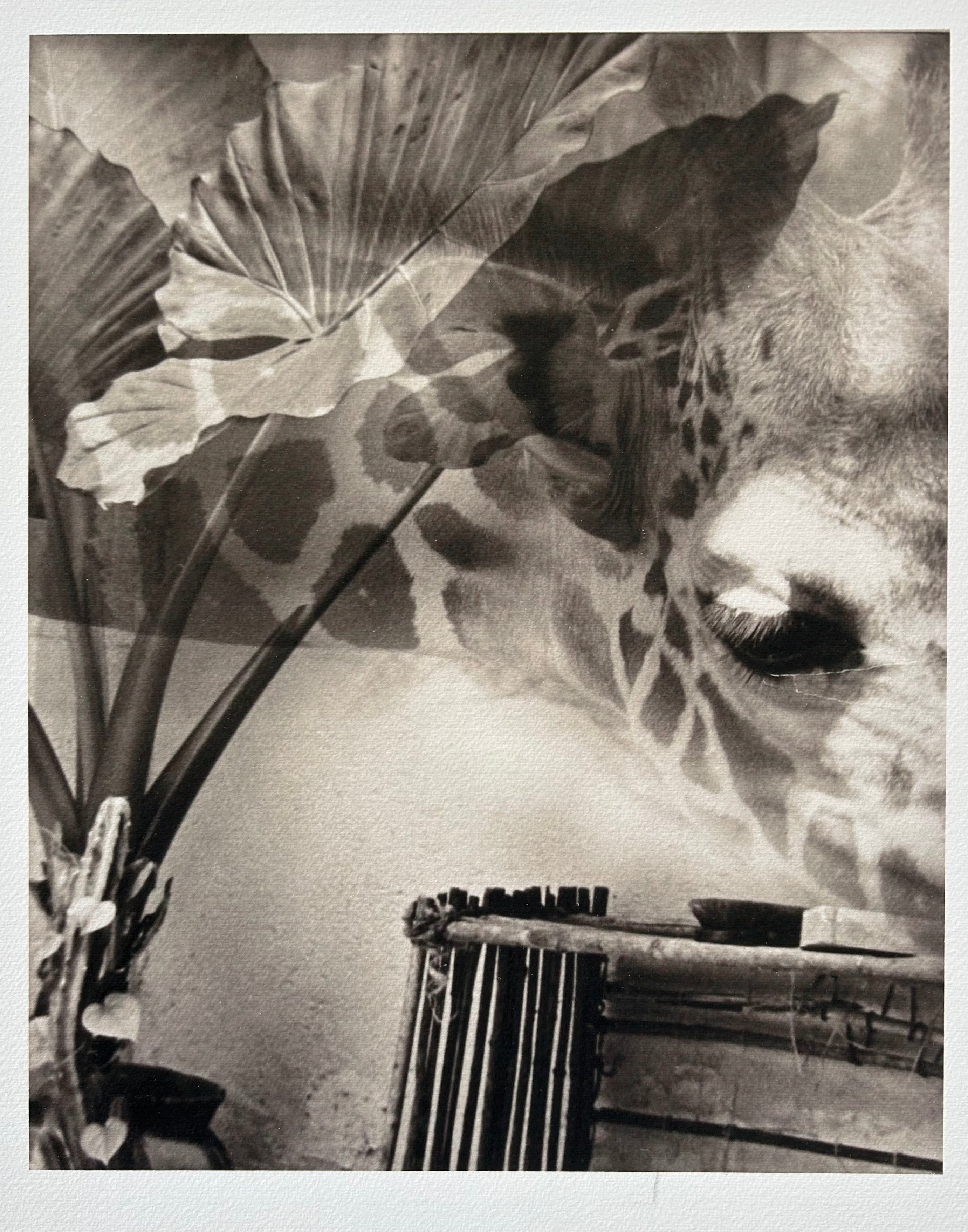 Beautiful giraffe with plant